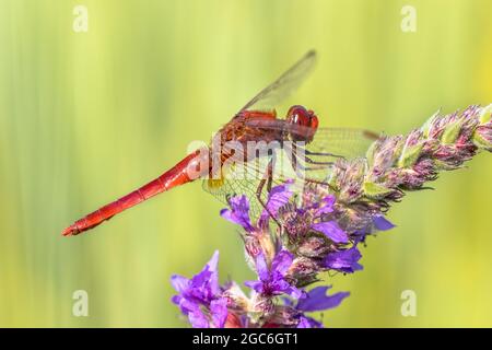 Große scharlachrote Libelle (Crocothemis erythraea) Stockfoto