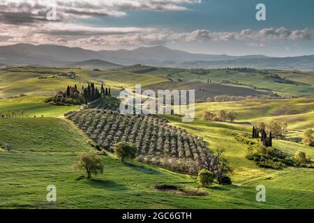 Toskanische Landschaft in der Nähe von San Quirico d'Orcia bei nebligen Sonnenaufgang am frühen Morgen in der Toskana, Italien, April. Stockfoto