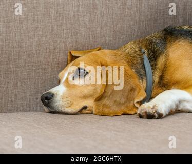 Beagle-Hundedame liegt auf dem Sofa Stockfoto