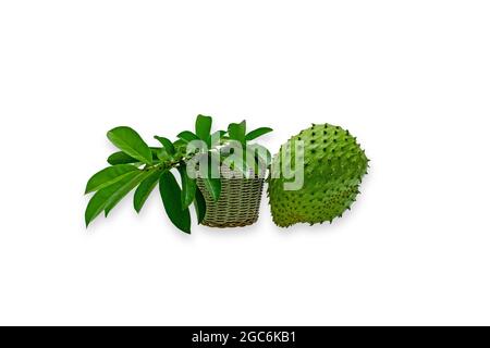 Annona muricata (graviola) ist eine Frucht der Familie der Pudding-Apfelbäume in tropischen Klimazonen auf der ganzen Welt. Stockfoto