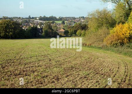 Die Winterernte beginnt auf einem großen Feld zu wachsen und blickt auf eine Stadt. Aufgenommen im frischen Herbstlicht Stockfoto