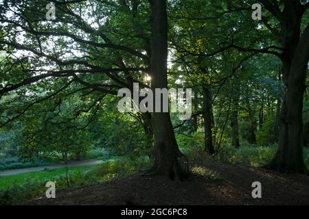 Bäume, die einen breiten Apfelschatten neben einem Pfad werfen Stockfoto