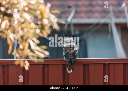 Lachende Kookaburra in einem Hinterhof. Stockfoto