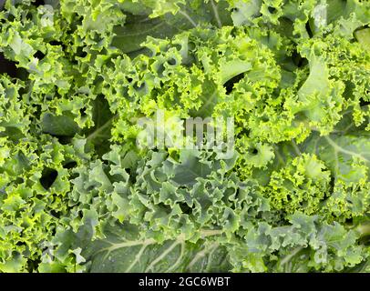 Nahaufnahme von Curly Kale Stockfoto