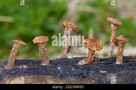 Rostige Nägel in einem Baumstamm, sie ähneln Honigpilzen. Stockfoto