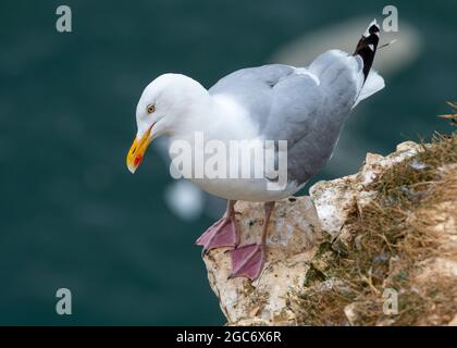 Eine einzelne Heringmöwe auf einem Felsvorsprung, Bempton Cliffs, East Riding, Yorkshire, Großbritannien Stockfoto