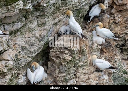 Flauschige junge Küken mit erwachsenen Tölpeln an der Klippe in Bempton, East Riding, Yorkshire, Großbritannien Stockfoto