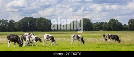Panorama der typischen holländischen Holsteinkühe in der Landschaft von Drenthe, Niederlande Stockfoto