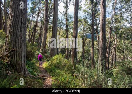 Australien, New South Wales, Frau beim Wandern im Wald auf dem Merritt's Nature Track im Kosciuszko National Park Stockfoto