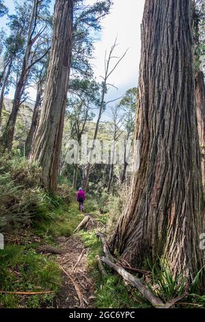 Australien, New South Wales, Kosciusko National Park, Frau beim Wandern im Wald auf Merritt's Nature Track im Kosciuszko National Park Stockfoto