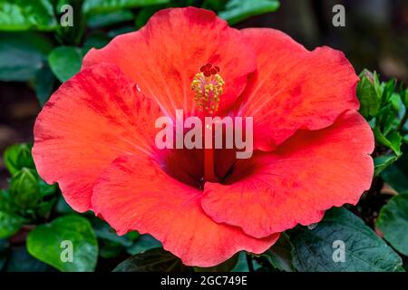 Nahaufnahme einer wunderschönen roten Hibiskusblüte, die gerade in der Sommersaison blühte Stockfoto