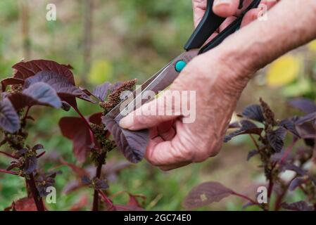 Gärtner erntet violetten Amaranth (Amaranthus blitum). Stockfoto