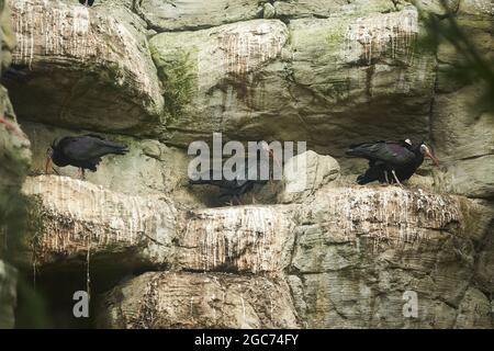 Auf einem Felsen stehend steht der nördliche Kahl-Ibis oder Waldrapp (Geronticus eremita). Stockfoto