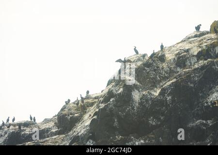 Kormoran trocknet seine Flügel. Die Vögel trocknen ihr Gefieder. Die Küste des Meeres. Eine Schar von Seevögeln an der felsigen Küste von Dublin, Irland. Stockfoto