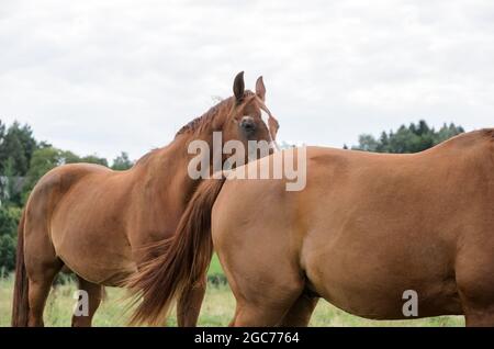 Heimische Braunpferde (Equus ferus caballus) stehen auf einer Weide auf dem Land in Deutschland Stockfoto