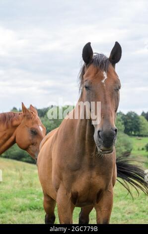 Heimische braune Oldenburger Warmblutpferde (Equus ferus caballus) stehen auf einer Weide auf dem Land in Deutschland Stockfoto