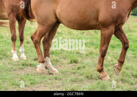 Hufe und Beine eines braunen Hauspferdes (Equus ferus caballus) auf einer Weide im Grünen, Profil, Seitenansicht Stockfoto