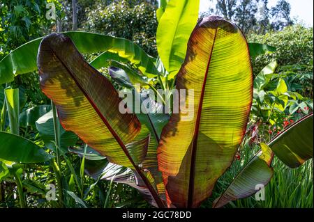 Ensete ventricosum Maurelii, äthiopische schwarze Banane, Ensete ventricosum rubrum, Musa Santa Morelli. Stockfoto