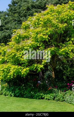 Goldene indische Bohnenbäume, Catalpa bignonioides Aurea, indische Bohnenbäume Aurea, Bignoniaceae