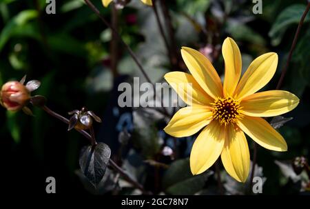 Dahlia Bischof von York, Asteraceae. Stockfoto