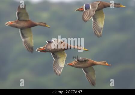 Mallard-Enten im Flug, Welsh Wildlife Centre, Cilgerran, Wales Stockfoto