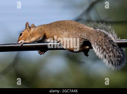 Eichhörnchen auf dem Versorgungskabel hoch über dem Boden Stockfoto