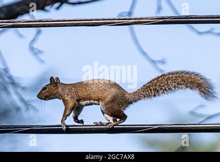 Eichhörnchen auf dem Versorgungskabel hoch über dem Boden Stockfoto