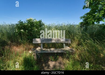 Sommerlandschaft im Frühling. Einsame leere Holzbank, grünes Feld neben dem Baum, schöner Himmel Stockfoto