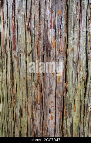 Baumrinde mit Holzharz tropft Textur Hintergrund. Cunninghamia lanceolata oder China-FIR-Nahaufnahme Stockfoto