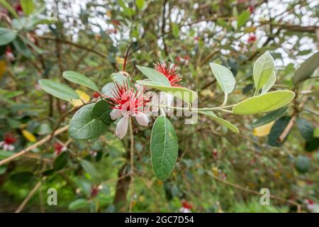 ACCA sellowiana oder Ananas-Guava-Baum mit weißen roten exotischen Fruchtblumen aus der Nähe Stockfoto