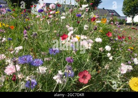 Blumen und Insekten Stockfoto