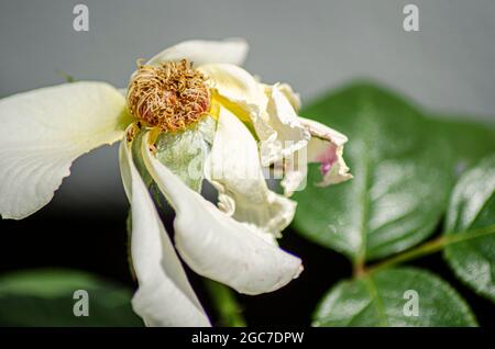 Blumen und Insekten Stockfoto