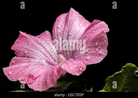 Nahaufnahme der Sumpfmallblume Stockfoto
