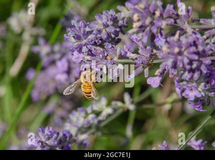 Blumen und Insekten Stockfoto