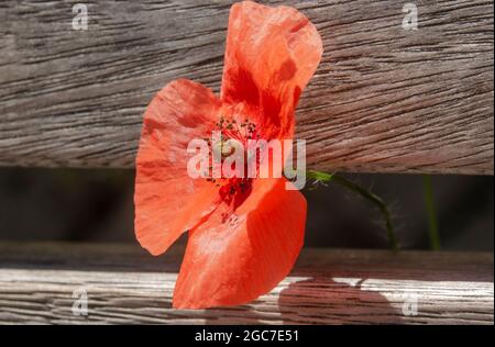 Blumen und Insekten Stockfoto