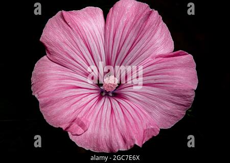 Nahaufnahme der Sumpfmallblume Stockfoto