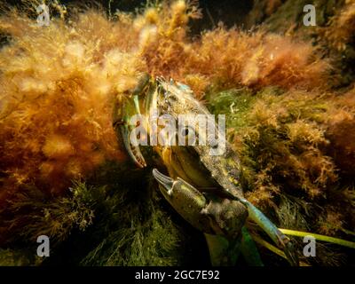 Eine Krabbe zwischen Algen und Steinen. Bild aus dem Sound, zwischen Schweden und Dänemark Stockfoto