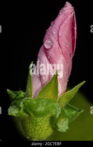 Nahaufnahme der Sumpfmallblume Stockfoto