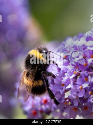 White Tailed Bumblebee, auf einer Blume in einem britischen Garten, Sommer 2021 Stockfoto