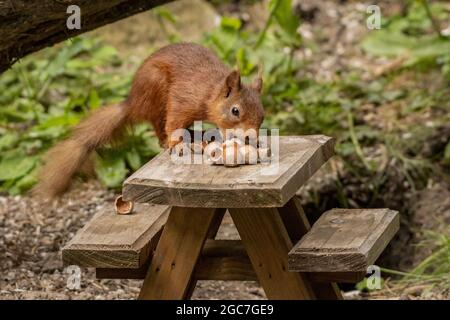 Rote Eichhörnchen (Sciurus vulgaris) essen Nüsse von einem hölzernen Picknicktisch Stockfoto