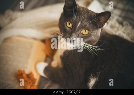 Auf einer karierten Decke neben einem offenen Buch, einem weißen Schal und gelben Ahornblättern liegt eine niedliche heimische graue Katze. Herbst, ein Haustier und Lesen. Stockfoto