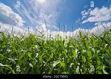 Süßer Mais in Maisfeld Plantage. Frisches Maiskolben im grünen Maisfeld anbauen. Bio-Landbau in Ackerland. Ernte von grünem Gemüse. Im Freien Stockfoto