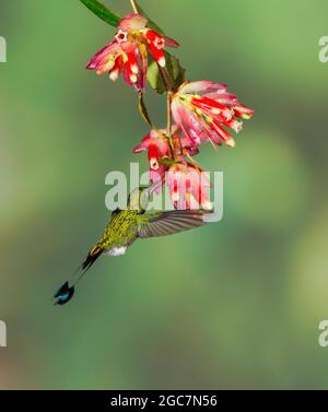 Gestanzter Schlägerschwanz (Ocreatus underwoodii) Stockfoto