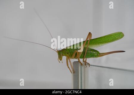 Ein schwarz-kneed conehead oder schwarz-kneed Wiese katydid Conocephalus melaenus, isoliert auf weißem Hintergrund sitzt auf Glastür Stockfoto