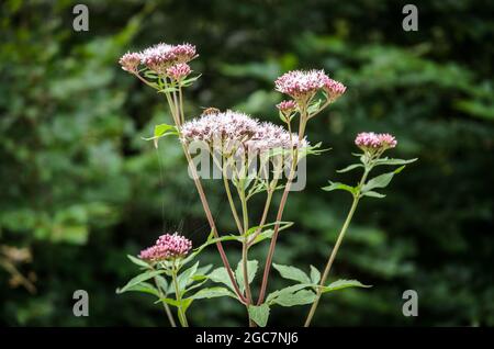 Eupatorium cannabinum, bekannt als Hanf-Agrimonie oder heiliges Seil Stockfoto