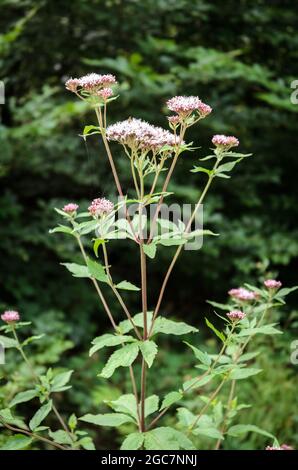 Eupatorium cannabinum, bekannt als Hanf-Agrimonie oder heiliges Seil Stockfoto