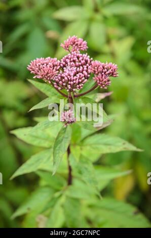 Eupatorium cannabinum, bekannt als Hanf-Agrimonie oder heiliges Seil Stockfoto