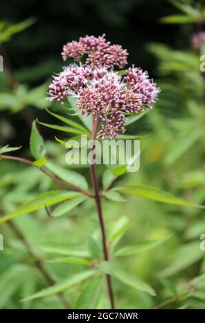 Eupatorium cannabinum, bekannt als Hanf-Agrimonie oder heiliges Seil Stockfoto