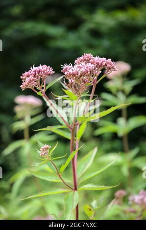 Eupatorium cannabinum, bekannt als Hanf-Agrimonie oder heiliges Seil Stockfoto