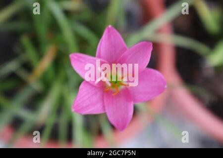 High-Angle-Ansicht der rosa Blume im Hintergrund Stockfoto